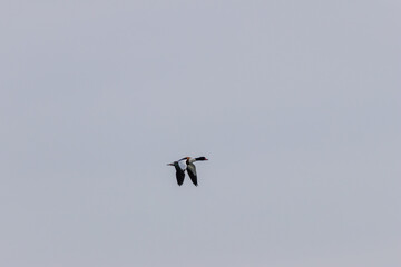 Common Shelduck (Tadorna tadorna) on Bull Island, commonly found in coastal wetlands and estuaries