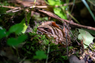 Agile frog sitting in the forest