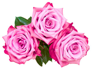 three pink rosebuds
