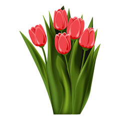 Tulip. A bouquet of five tulips. Perennial flower. Spring-summer. Broad-leaved stems. Close-up. White background. Used for collages and stickers in web design, for greeting cards and congratulations.