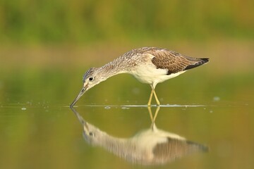 Obraz premium Common greenshank Trnga nebularia bird rain water in pond wetland wading shorebirds waders young nature wildlife cute darling, beautiful animal, lovely animal, ornithology, fauna wildlife Europe