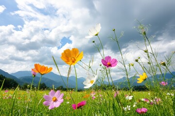 Fototapeta premium A vibrant field of wildflowers under a cloudy sky, with mountains in the background, showcasing a blend of colors and natural beauty.