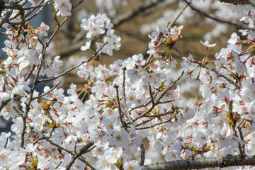 船岡城址公園のソメイヨシノ cherry blossoms at Funaoka Castle