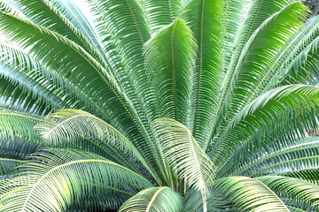 Green palm leaf background