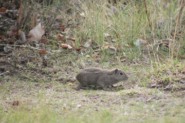 cuy, roedor comum nos andes