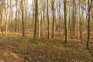 autumn in the forest