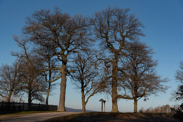 trees in the park