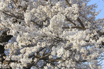 白石川堤一目千本桜 Shiroishi River Cherryblossoms