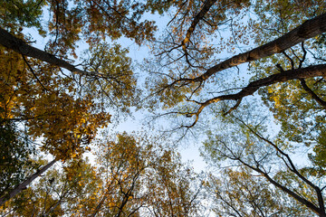 Looing skyward through a grove of birch, poplar, and elm trees in Wisconsin in the fall.