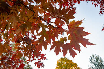 Looking up into a maple tree during the autumn on an October morning in Wisconsin.