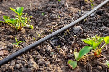 Close-up of drip irrigation tube with water dripping from hole in strawberry bed in spring