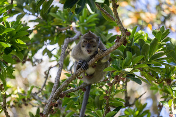The Forests of Mauritius: A Young Macaque's First Steps