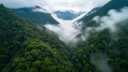 Obraz premium Lush green valley surrounded by forested mountains with white mist image. Serene misty hills photography scene wallpaper. Foggy Alpine scenery concept photorealistic photo