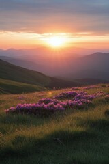 Sunset casts warm light over vibrant wildflowers on rolling hills in the countryside
