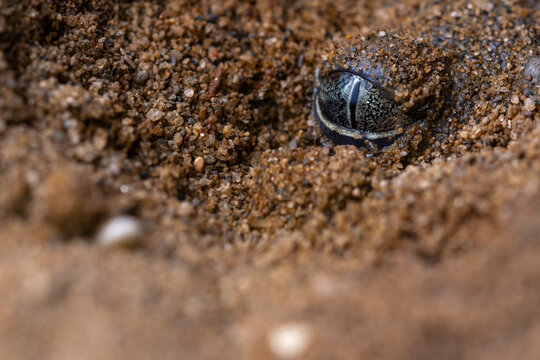Close-up of a common spadefoot toad eye hidden in sand