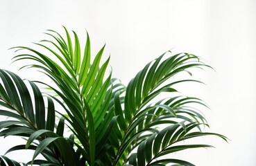 Fototapeta premium Rich houseplant leaves close up against white background. Vibrant green foliage creates tropical feel. Potted plant brings freshness, life to indoor space. Exotic plant details showcase nature in