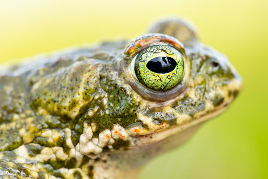 Close-up of a natterjack toad highlighting its unique eye detail