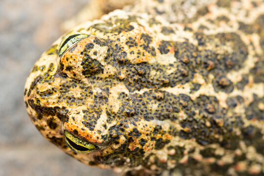 Close-up of Natterjack Toad's Camouflaged Skin and Eye Detail