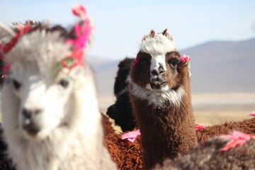 lhamas no altiplano boliviano © carina furlanetto