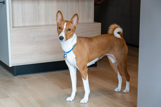 Adorable smiling basenji dog posing