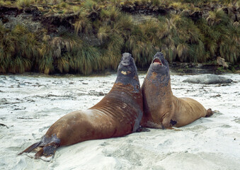Eléphant de mer, mâle, combats, Mirounga leonina,  Iles Falkland, Malouines