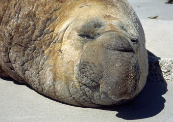 Eléphant de mer, mâle, Mirounga leonina,  Iles Falkland, Malouines
