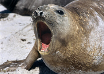 Eléphant de mer, Mirounga leonina,  Iles Falkland, Malouines