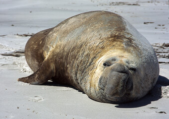 Eléphant de mer, mâle, Mirounga leonina,  Iles Falkland, Malouines