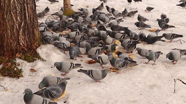 Flock of pigeons gathers on snowy ground, feeding on bread scraps kindly provided by people to help them survive the harsh winter. Hooded crows and jackdaws join in, creating a lively winter scene