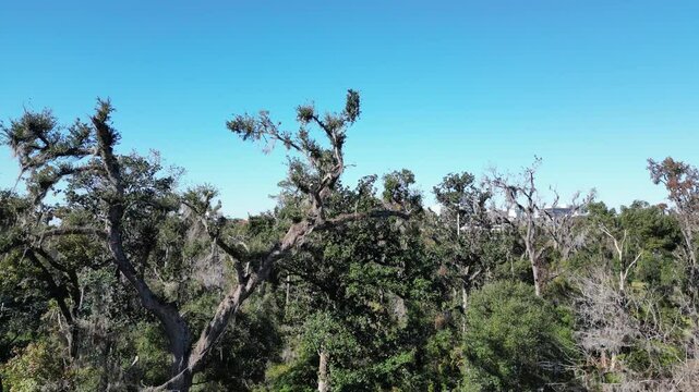 Drone showing Tallahassee Florida skyline with blue sky, then descending into the trees
