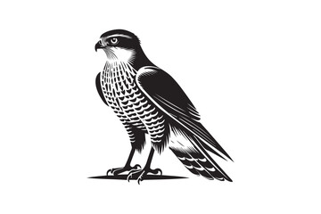 simple black an white goshawk vector silhouette isolated on a white background