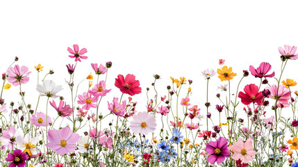 Field of Flowers Isolated on White Background - Natural Beauty