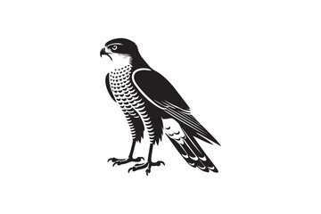 simple black an white goshawk vector silhouette isolated on a white background