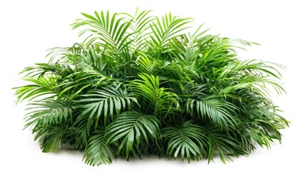 Lush Green Tropical Palm Fronds Foliage Plant Nature Background