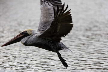 Pelican in flight profile close up