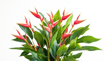 Vibrant Red Heliconia Rostrata Plant Tropical Flowers Lush Green Foliage Exotic Blooms