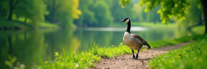 Obraz premium Goose strolling lakeside path, lush green reflection, banks, summertime