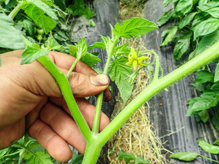 Prune the water shoots that grow between the stems and twigs of the tomato plant, man takes care of...