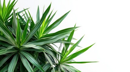 Fototapeta premium Lush Green Tropical Plant Leaves Isolated on White Background