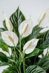 Fototapeta premium Peace Lily Plant White Flowers Lush Green Leaves Indoor Plant Houseplant