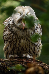 Ural owl on branch eating mouse