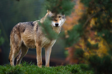 Grey wolf in autumn nature