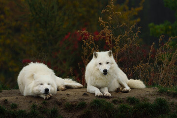 Arctic wolf in autumn nature