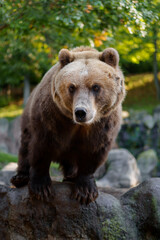 Fototapeta premium Kamchatka brown bear on rock