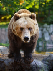 Kamchatka brown bear on rock