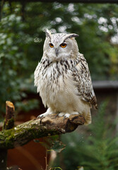 Eurasian eagle owl on branch