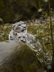 Portrait of Snow leopard in zoo
