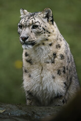 Portrait of Snow leopard in zoo