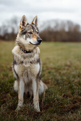 Portrait of Czechoslovakian Wolfdog in nature