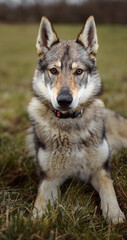 Portrait of Czechoslovakian Wolfdog in nature
